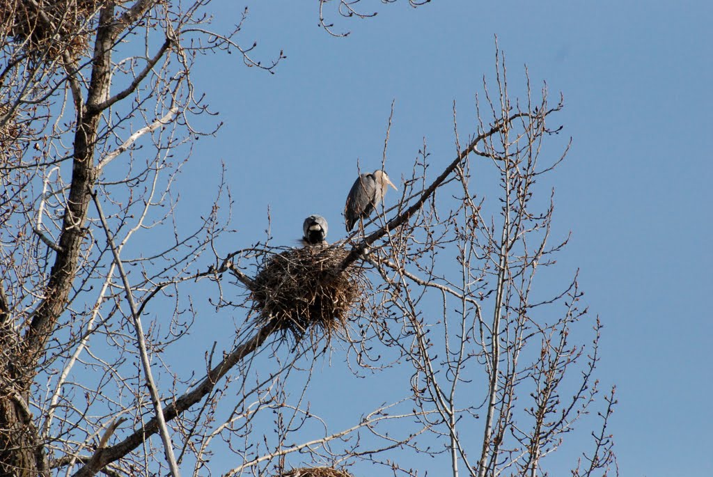 Blue Heron Nest