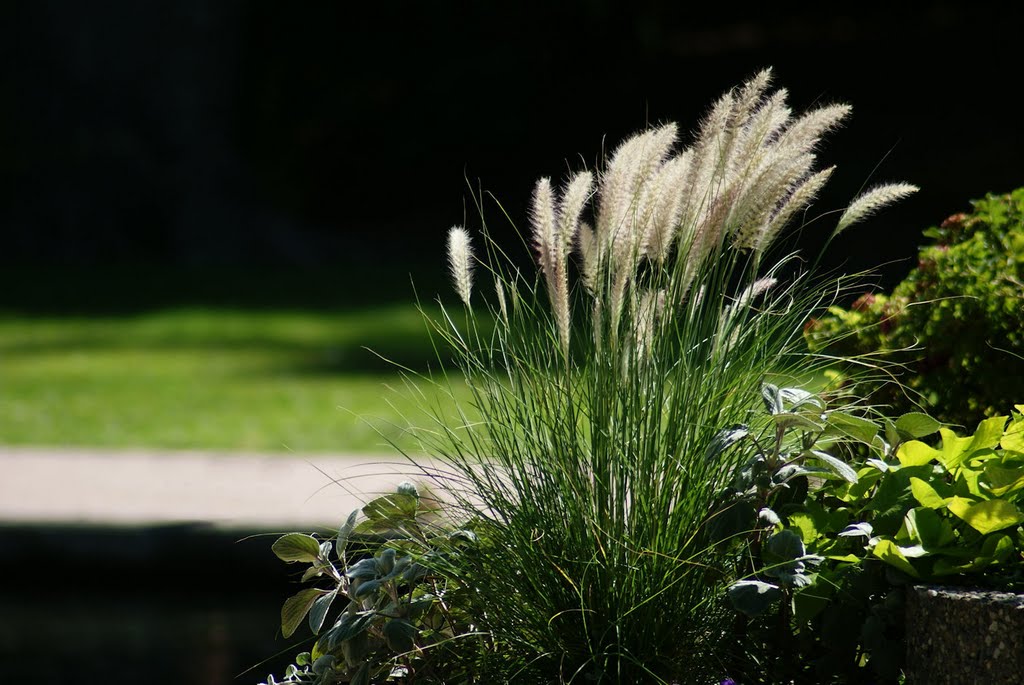 A Breezy Day in Polson Park