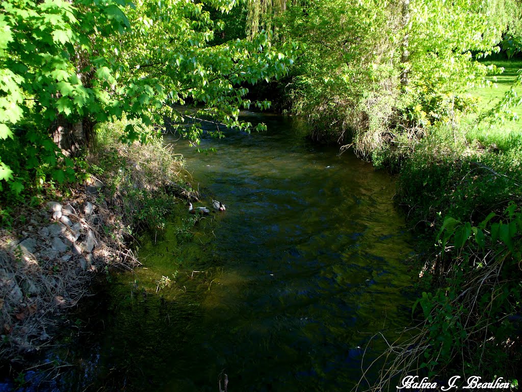 Ducks in the river