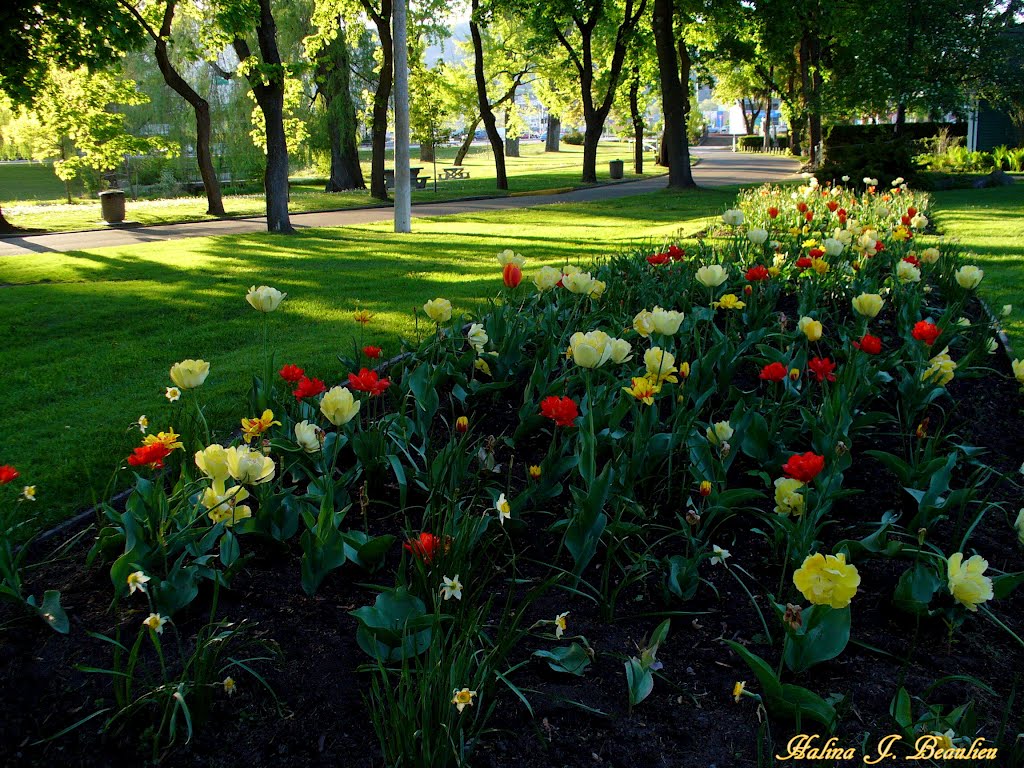 Colorful tulips