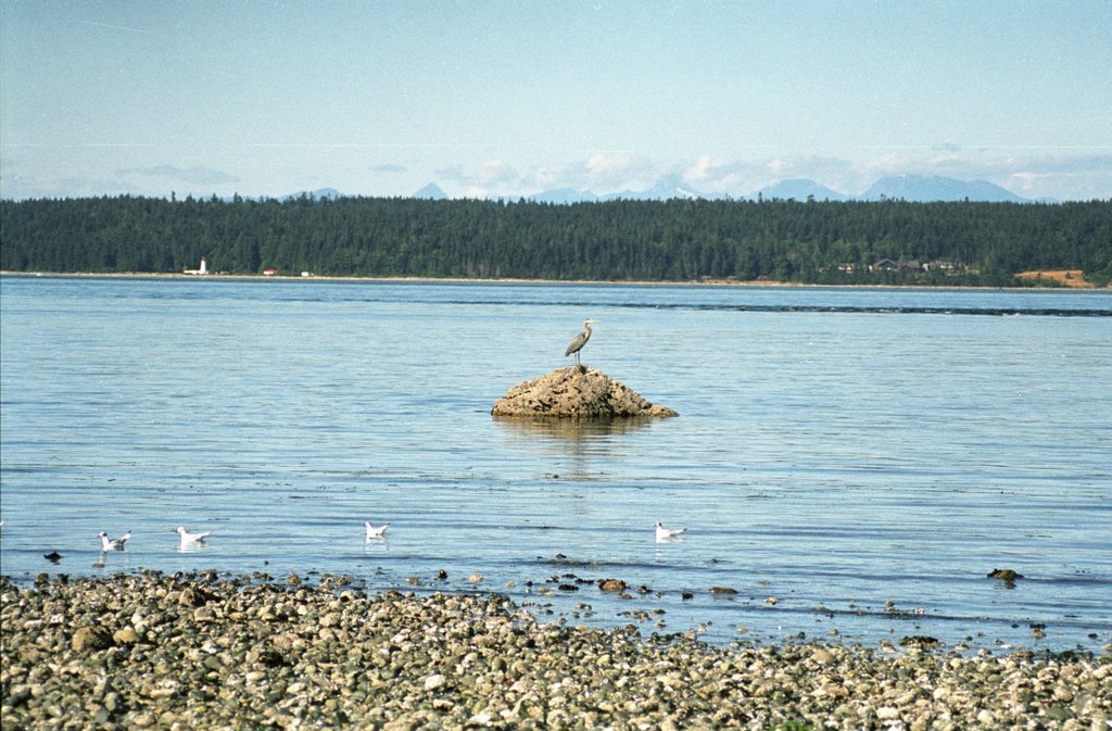 CAMPBELL RIVER