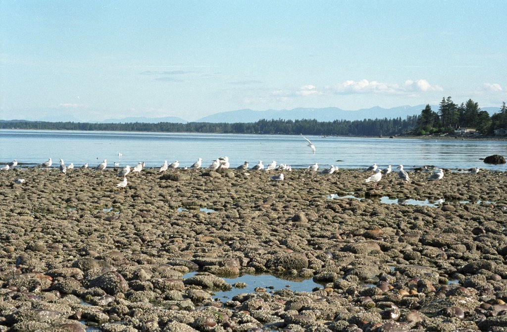 CAMPBELL RIVER2