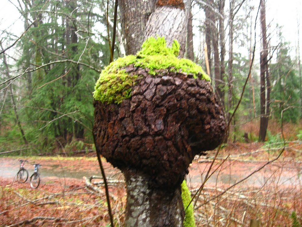 Elk River Timber