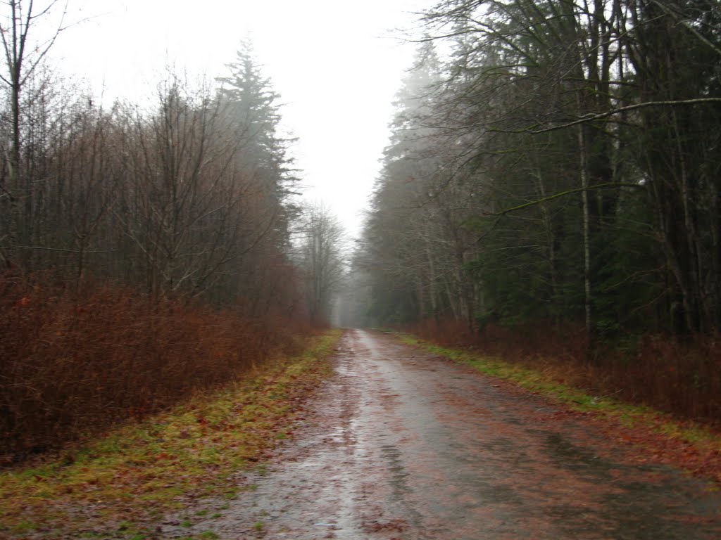 Elk River Timber