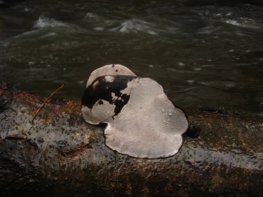 Nunns Creek Fungi