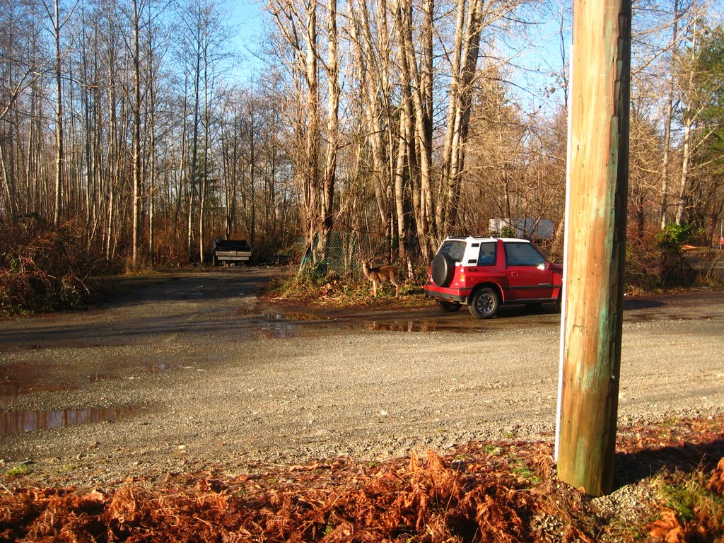 PetersonDeer