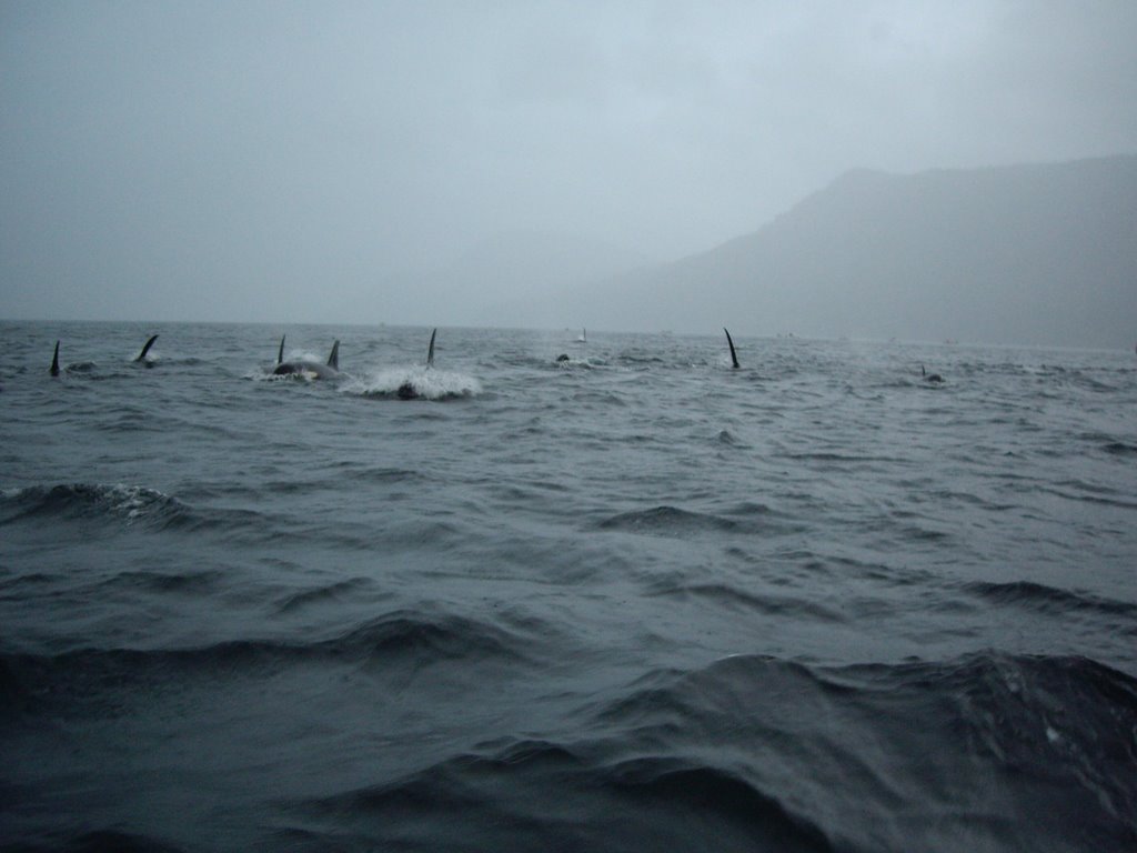 Killer Whales near Campbell River, BC