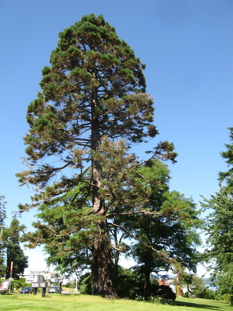 Sequoia Park