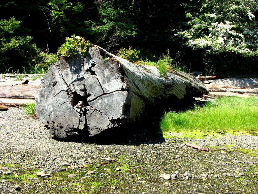Nurse log at the high water mark in Mark Bay, Newcastle Island (log is visible on Google Earth)...