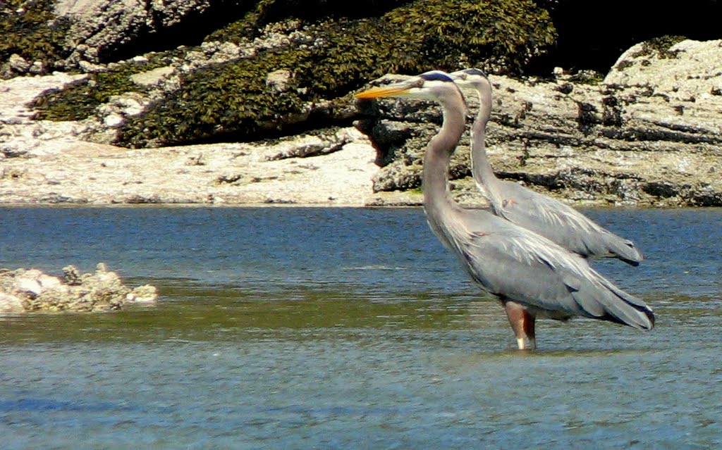 Military precision in Mud Bay (Protection Island)