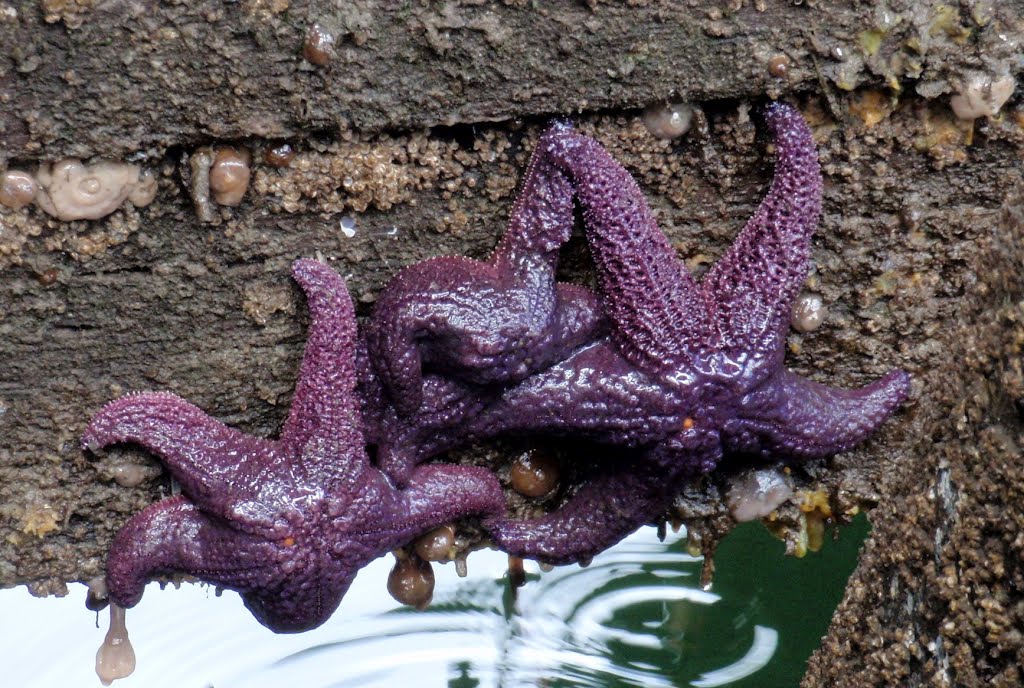 Sea stars in the harbour (i)