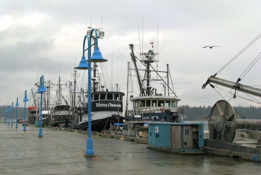 The Herring Fleet is "In"