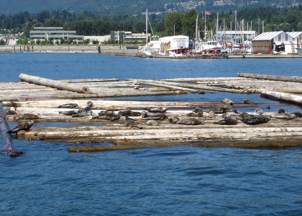 Sea Otters west of Lonsdale Quay