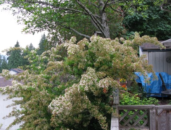 Port Moody View