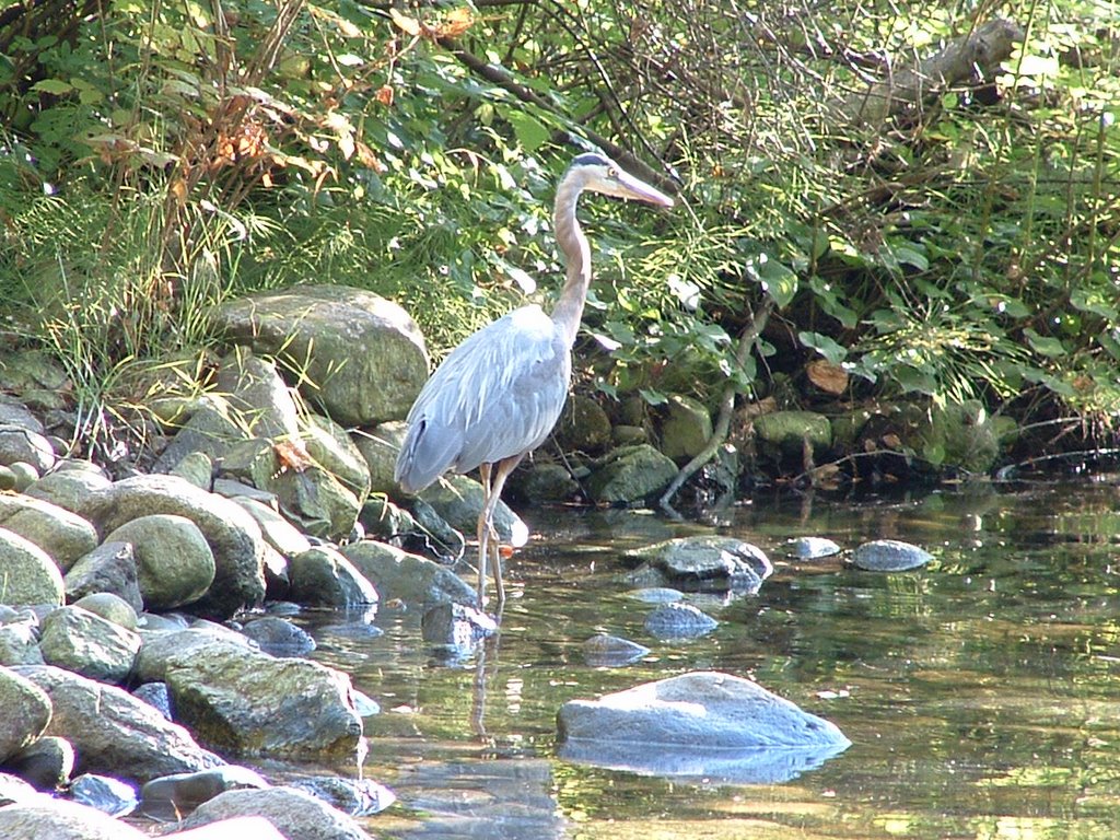 Great Blue Heron at Noons Creek