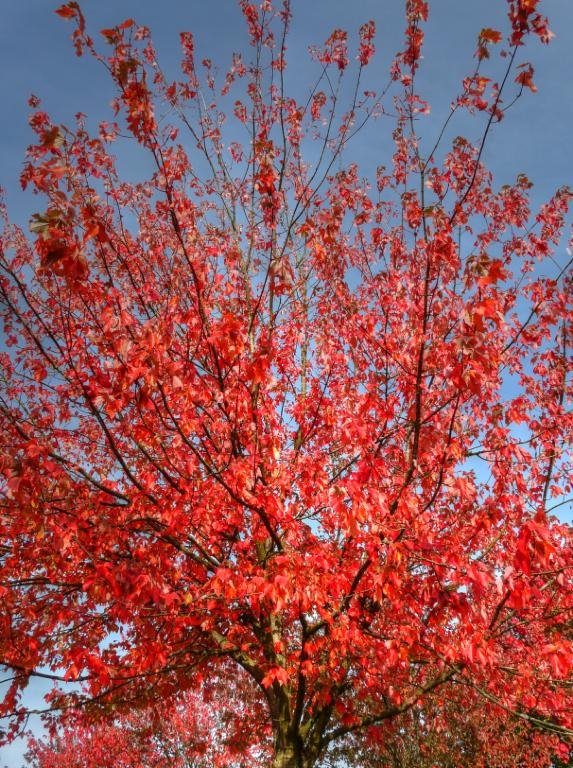 Red leafs in Rocky Point Park