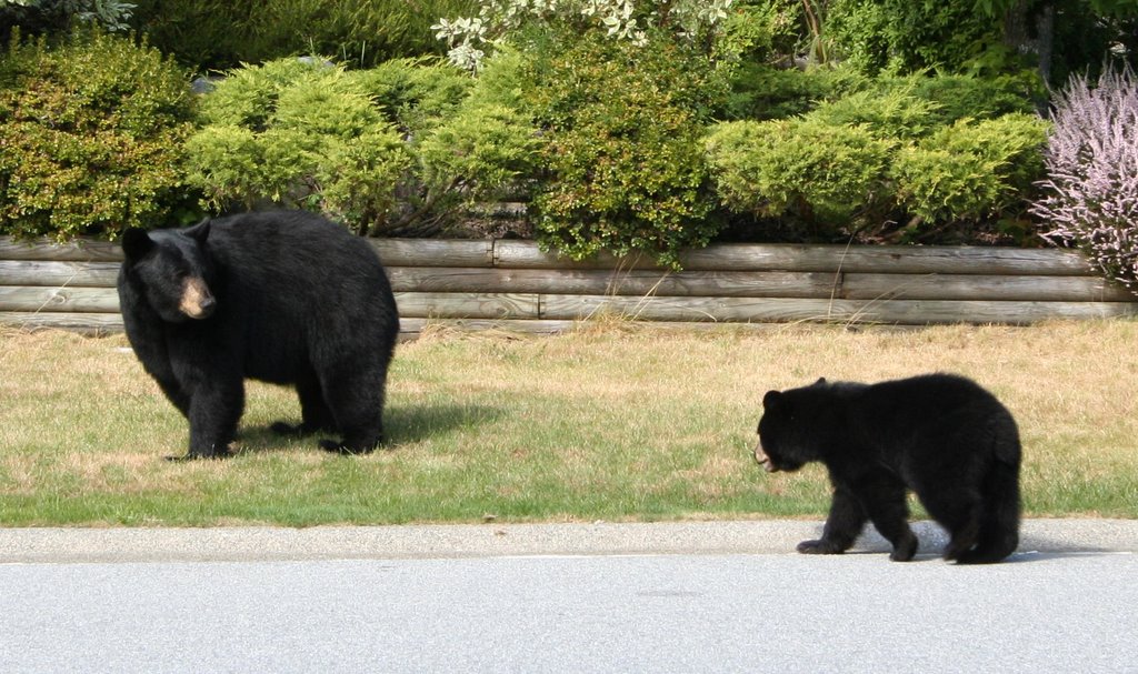 Mamma and Cub