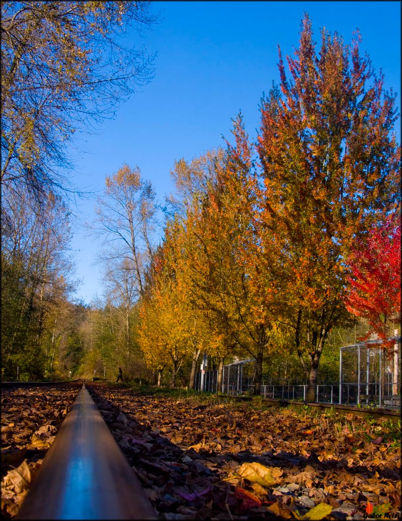 Train Track at Fall