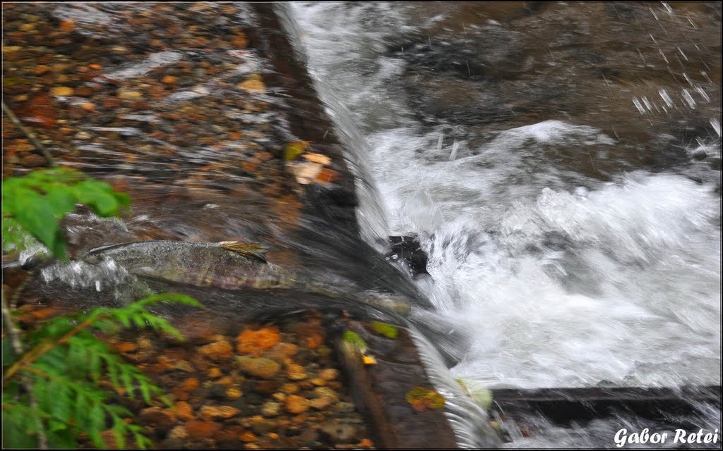 Jumping Salmon