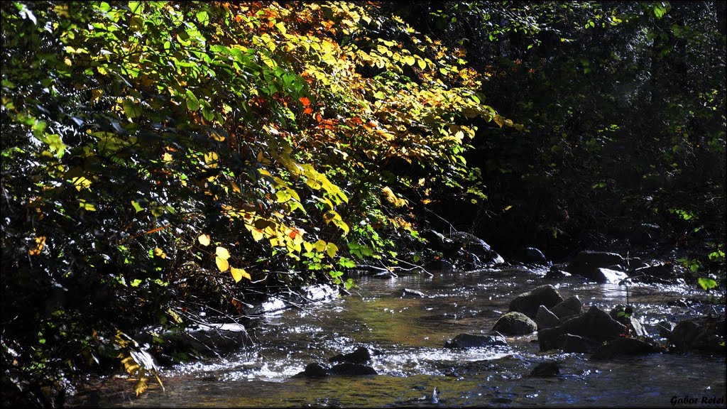 Salmon in the creek / Lazac a patakban