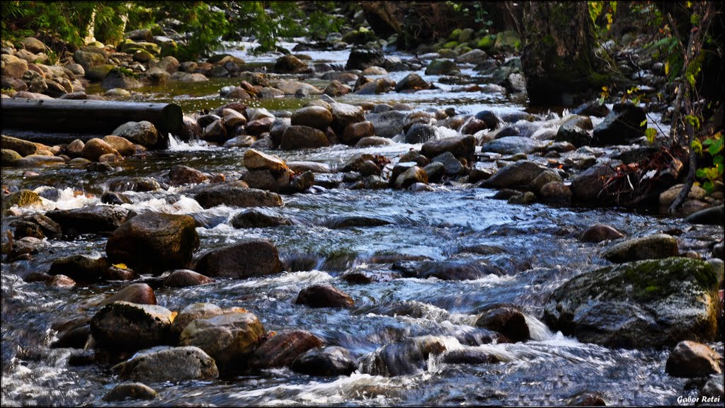 Salmon run...