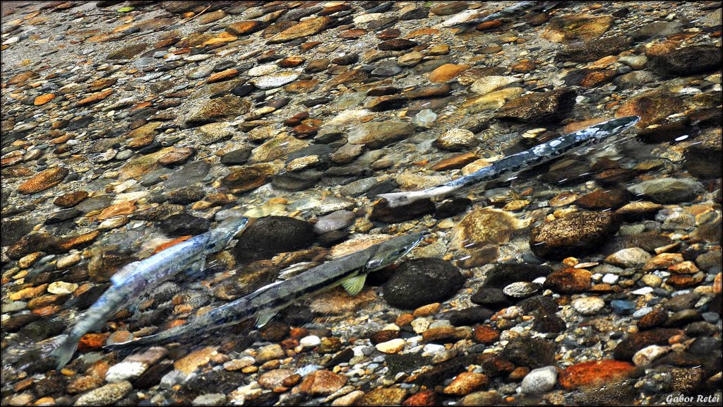 Spawning Salmon / Lazac ívás