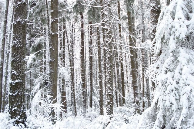 winter on Wilkes creek