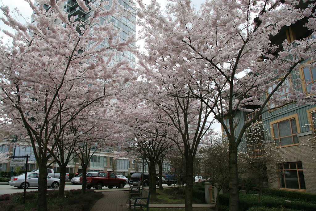 Blooming Trees.