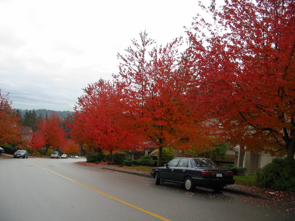 DownHill Parkside