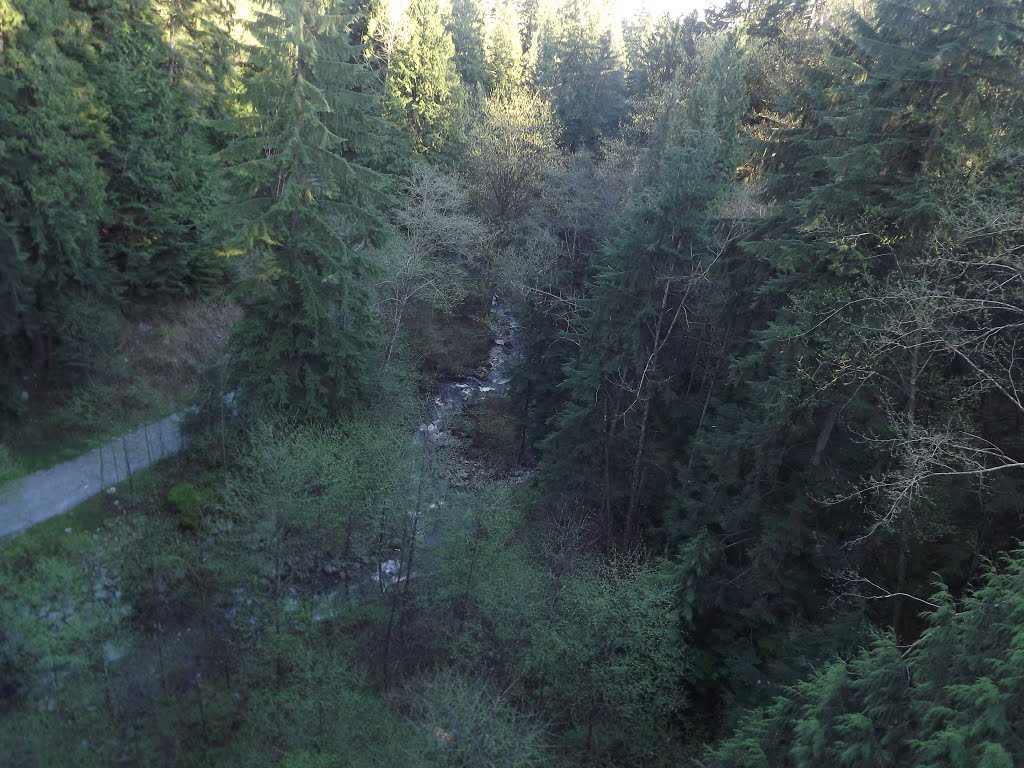 Deep Gorge on Scott Creek