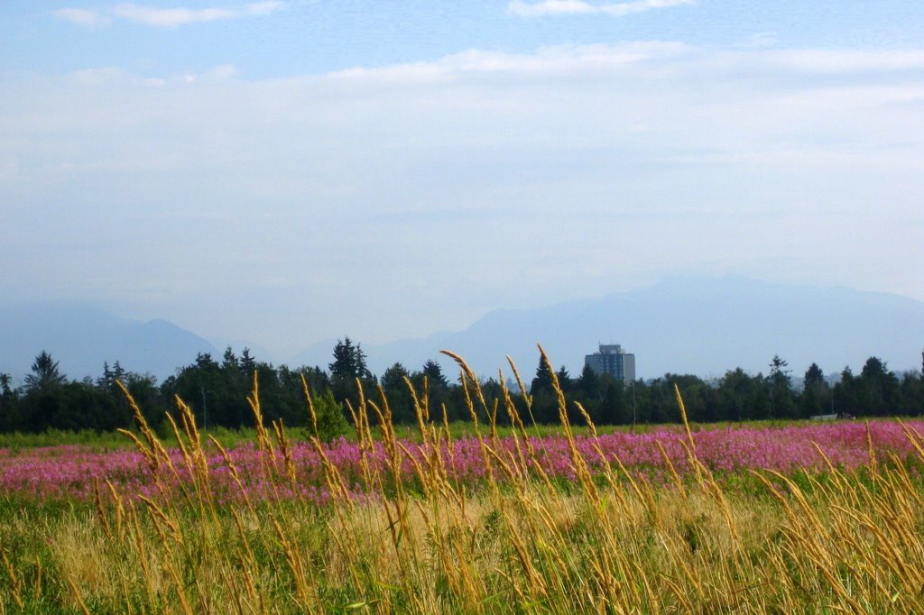 Bog in Richmond (looking North)