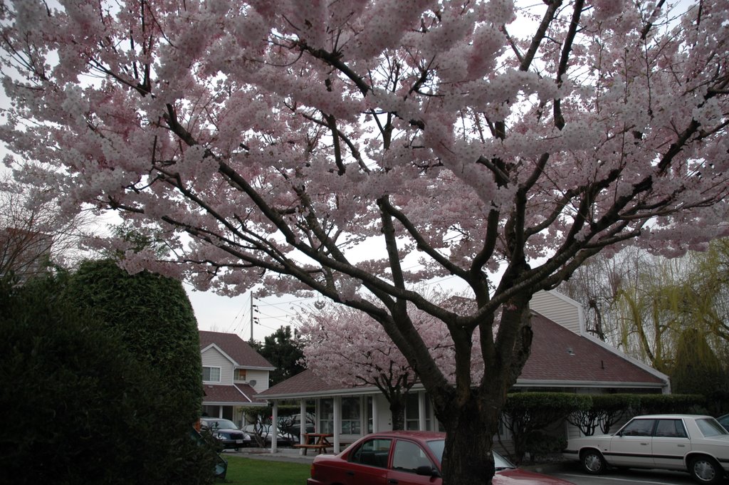 cherry blossom time