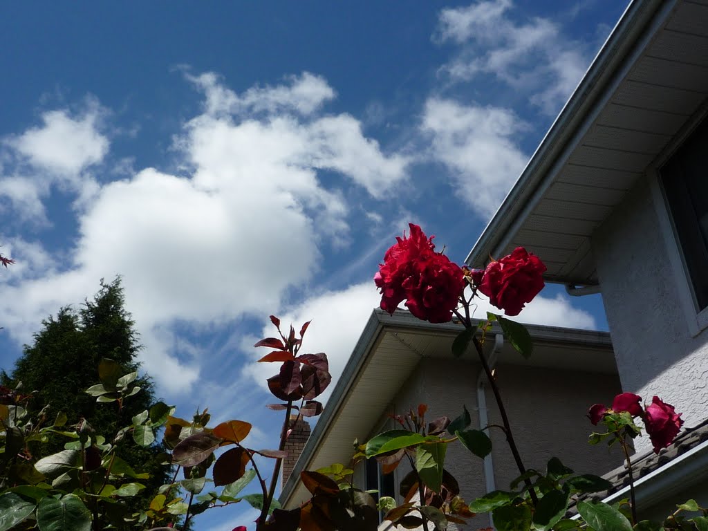 我是一片雲  天空是我家  朝迎旭日升  暮送夕陽下