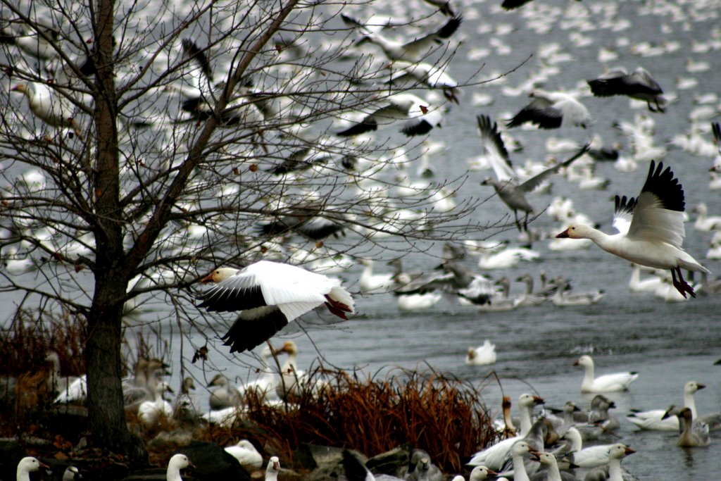 Vol doies blanches à Victoriaville