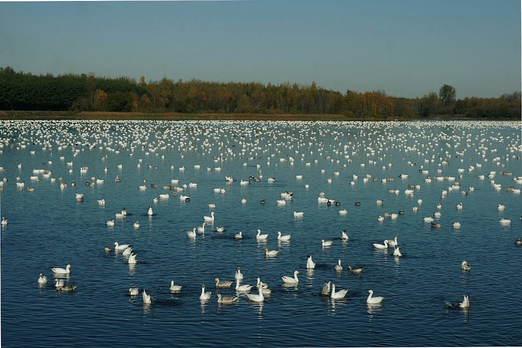 Oies au réservoir Beaudet