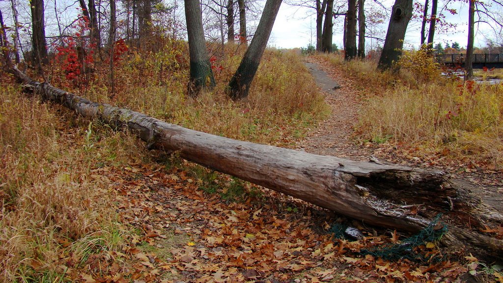 Sentier sur les îles du parc Woodyatt
