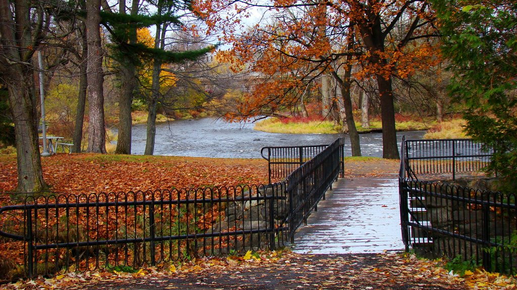 Pont des îles du Parc Woodyatt en automne