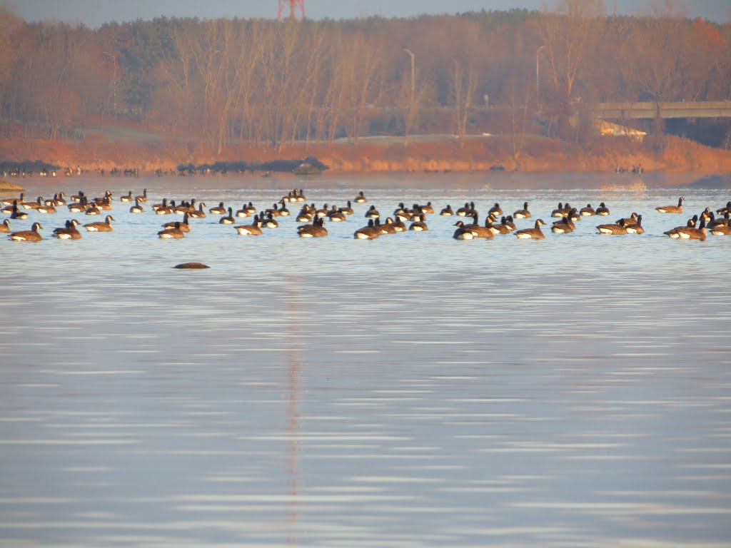 Outardes