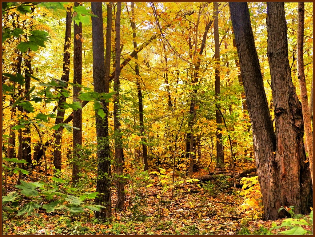 Autumn Colors