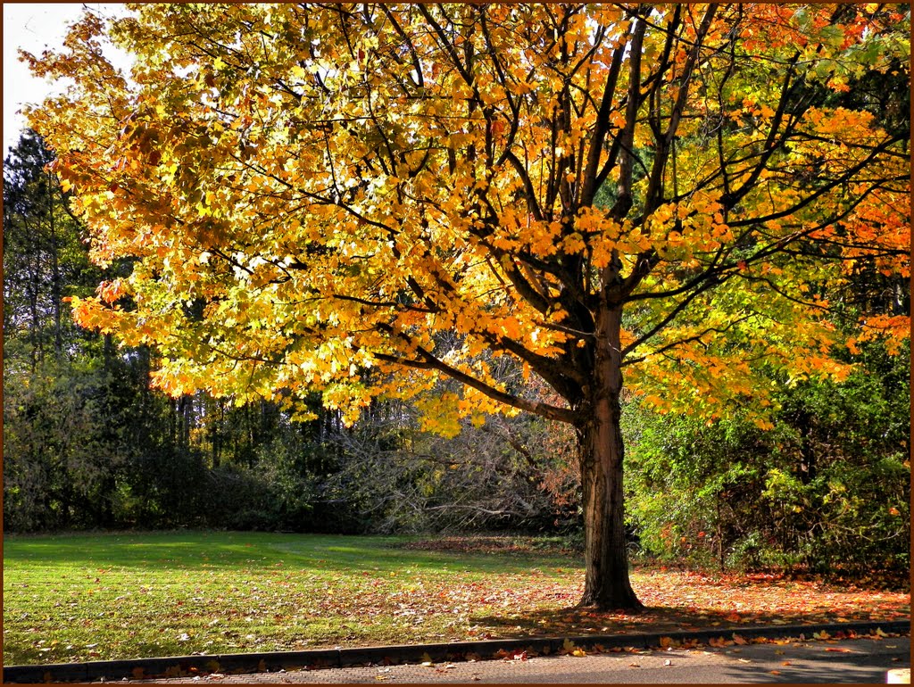 Autumn Colors---Tree of life