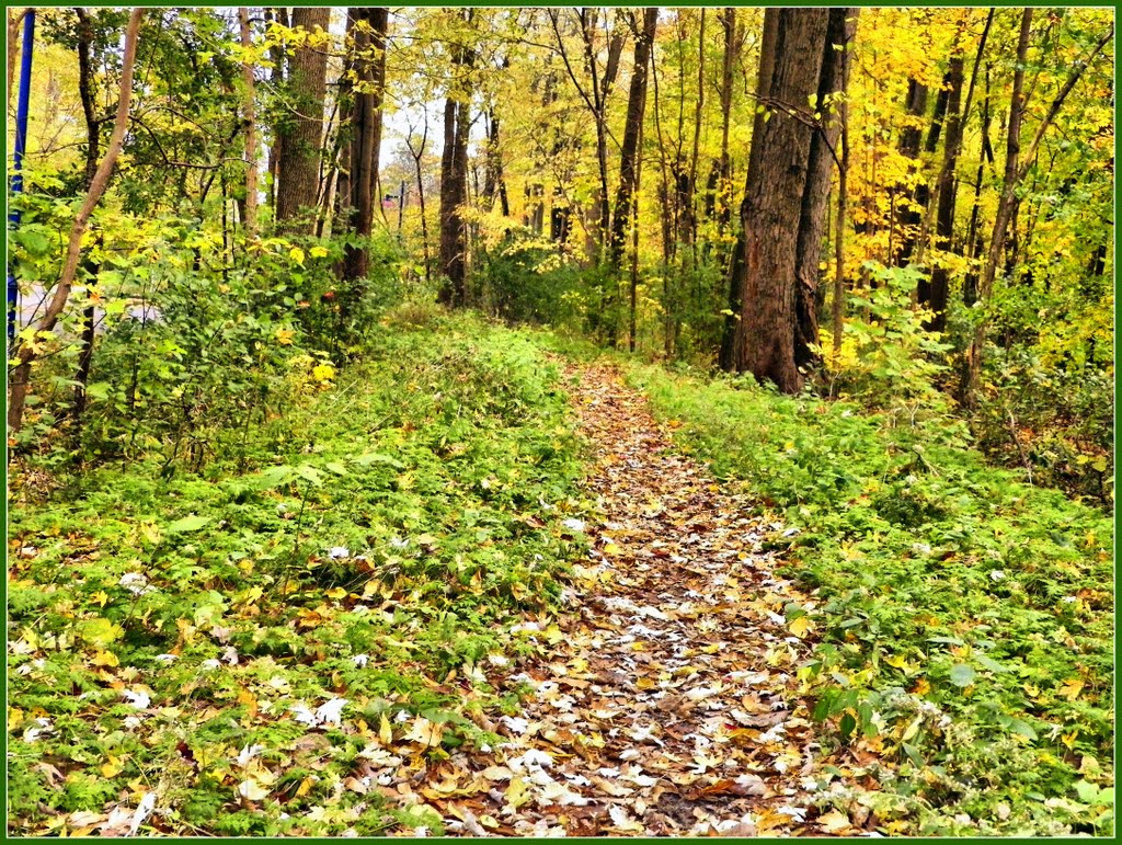 Forest Alley