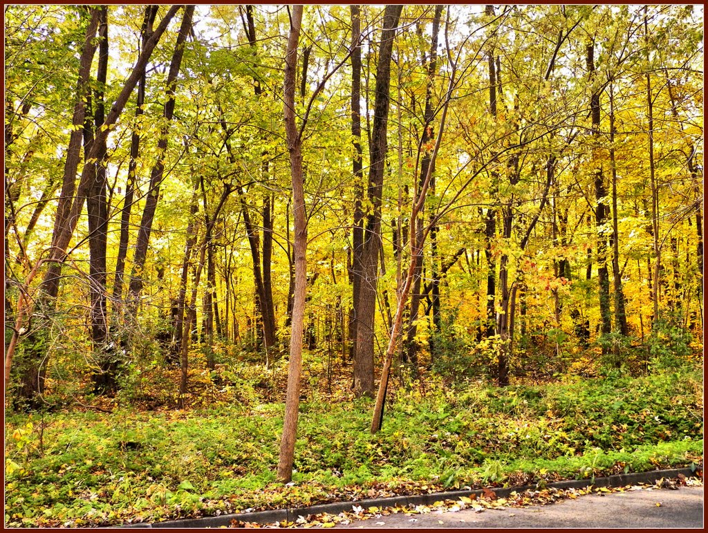 Autumn Forest