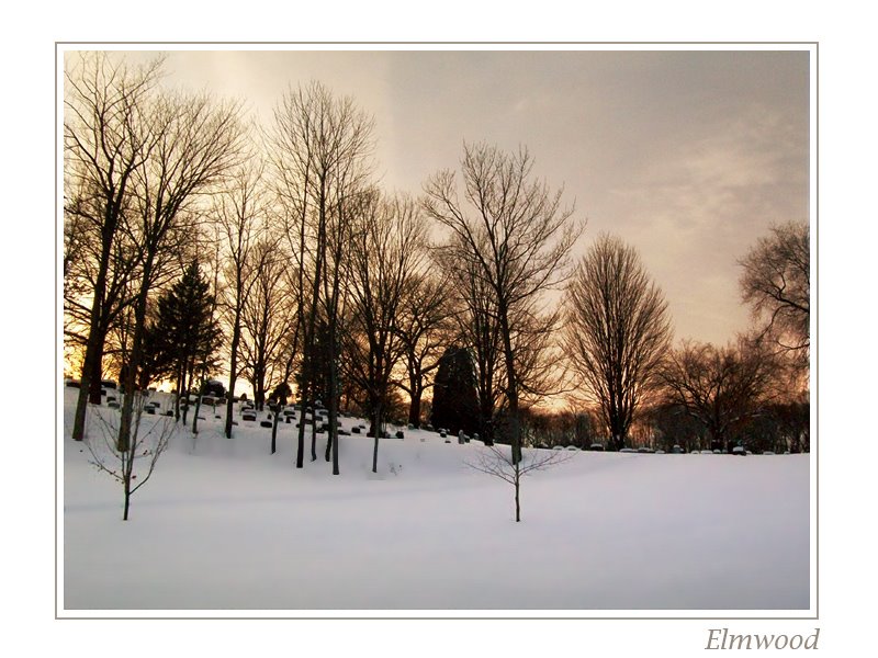 Elmwood