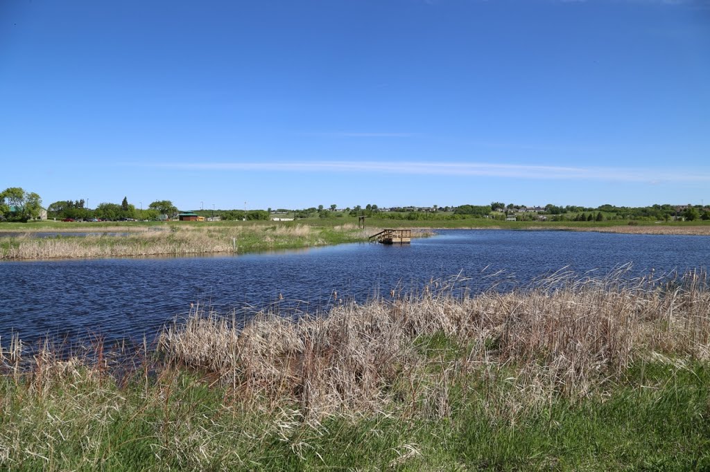 Birding platform in spring