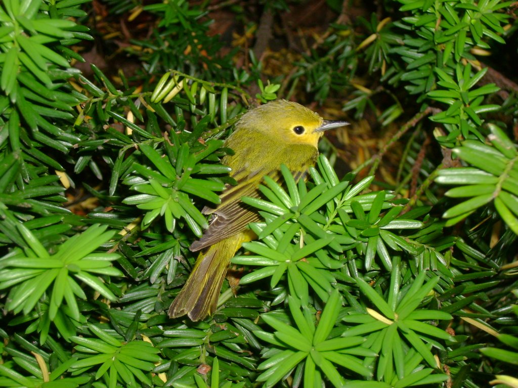 Little green and yellow bird