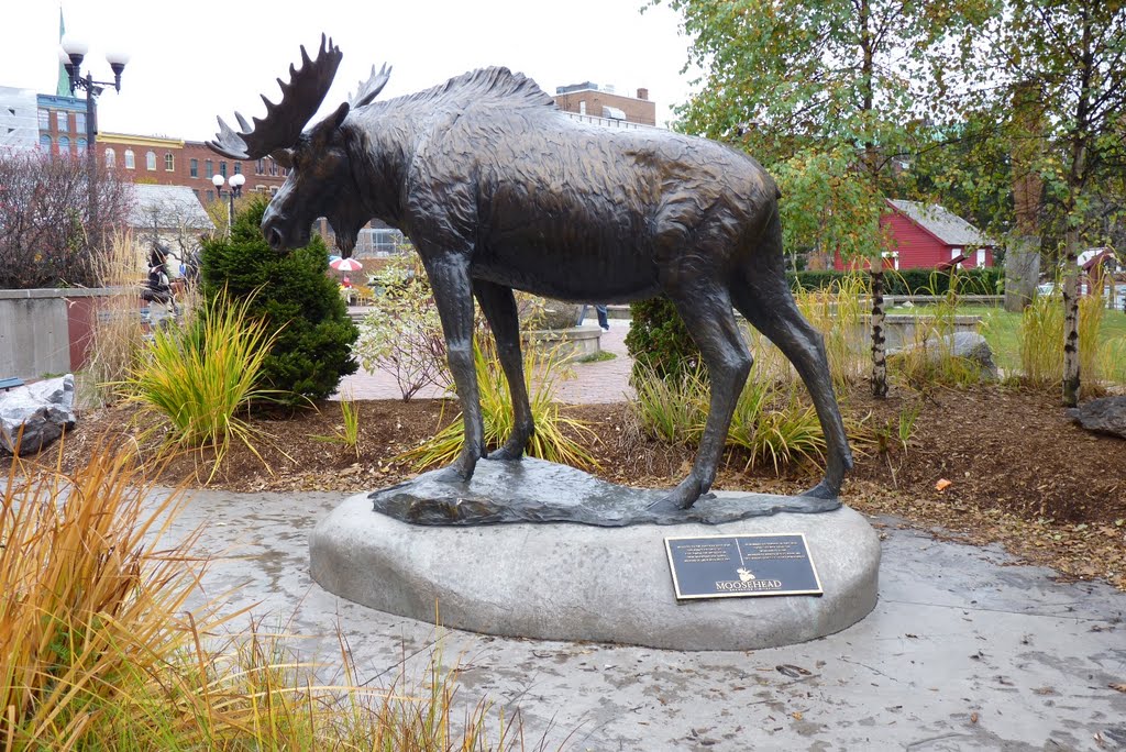 Moose Statue in Saint John, NB, Canada