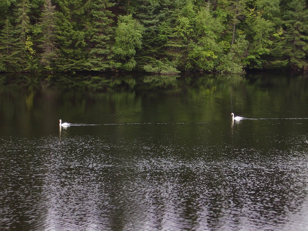 Pair of Swans