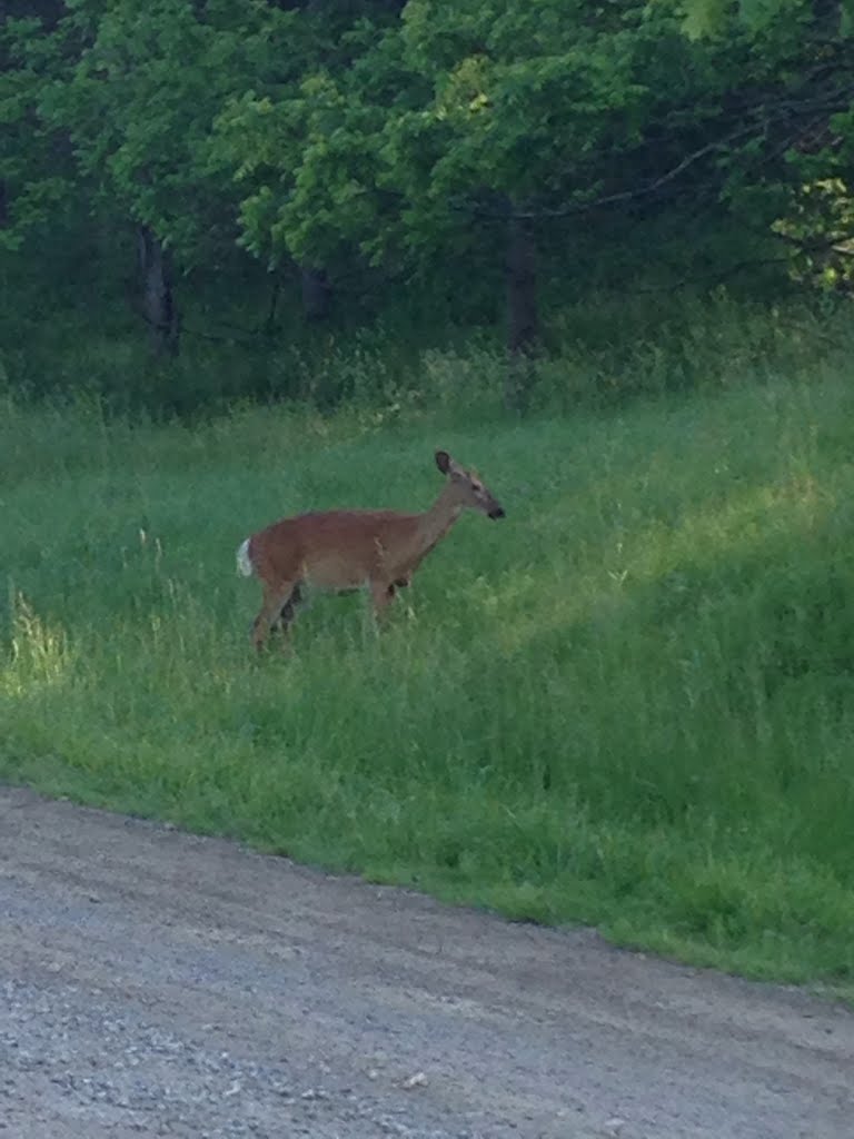 Deer in Dundas Valley Conservation Area