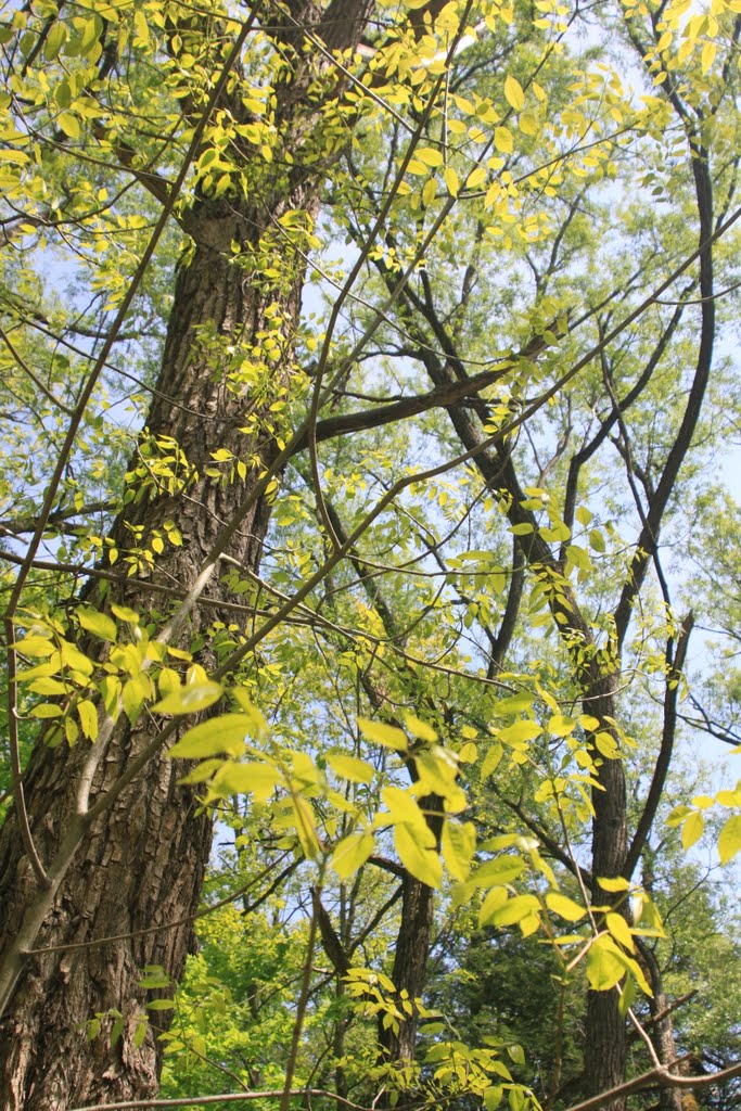Dundas Valley Conservation Area