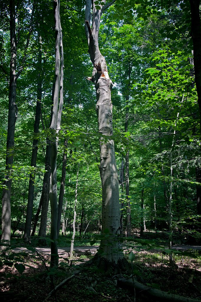 Watcher of the Woods